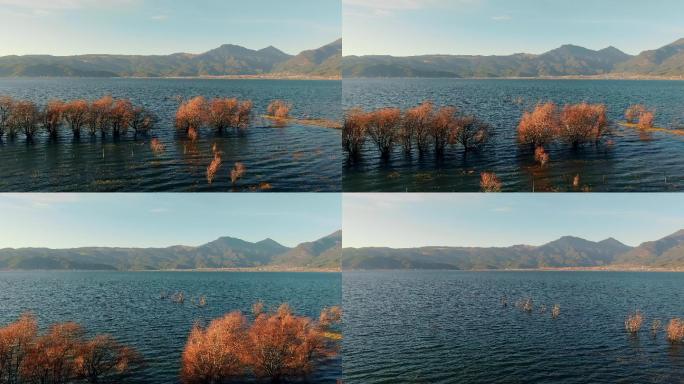 湖面的树木夕阳美景湖水