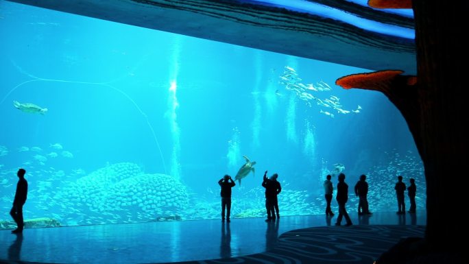 海洋公园 鲸鲨馆 海洋馆 各种鱼类