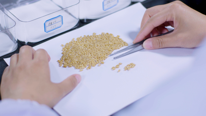 小麦选种 育种实验 小麦育种 发芽的种子