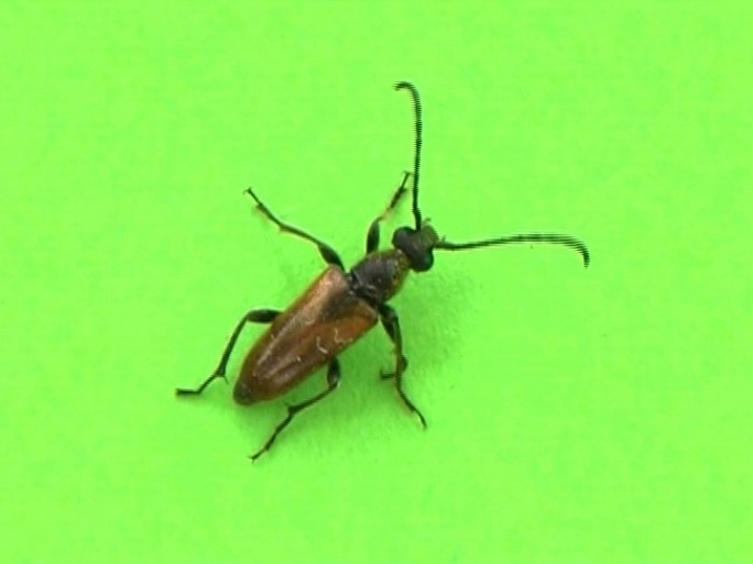 伙伴：甲虫蟑螂绿幕爬行