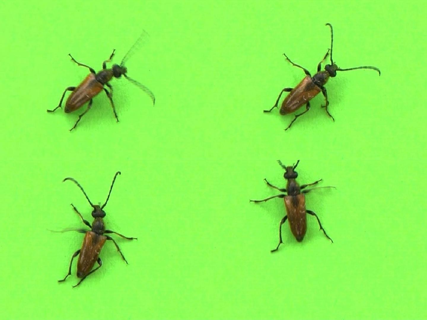伙伴：甲虫蟑螂绿幕爬行