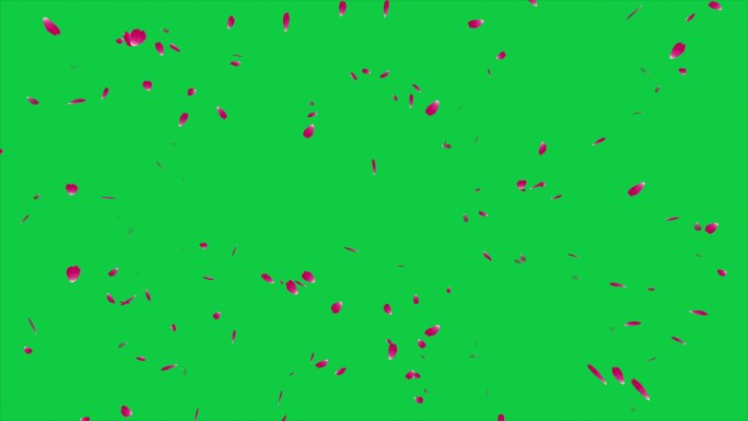 绿色屏幕背景上飘落的玫瑰花瓣，可循环，4K Alpha通道，粉红色玫瑰花，使用颜色键，只需在时间线上