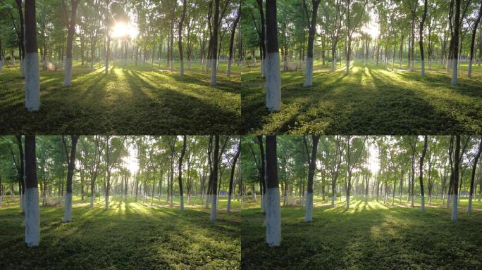 树林光影树林撒光树叶阳光透过树林夏天阳光