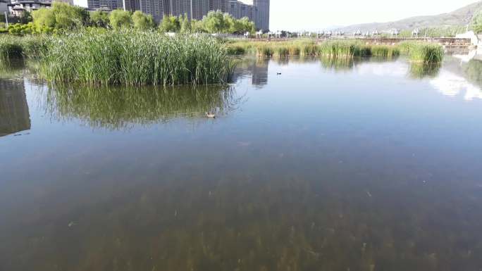 北川河湿地公园野鸭子