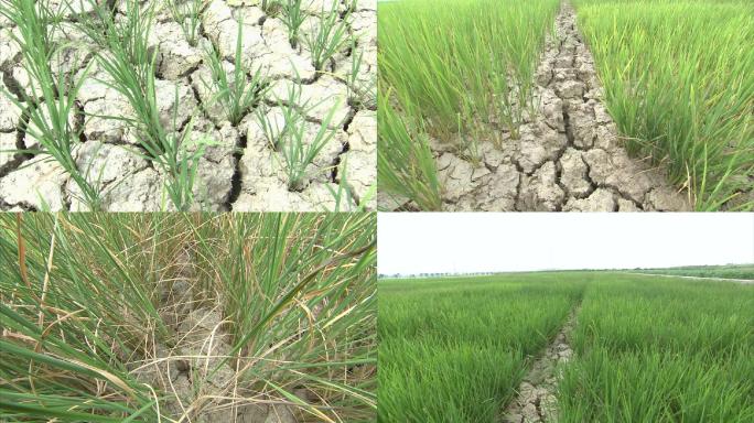 水稻 干旱 旱灾 土地开裂 缺水 高温