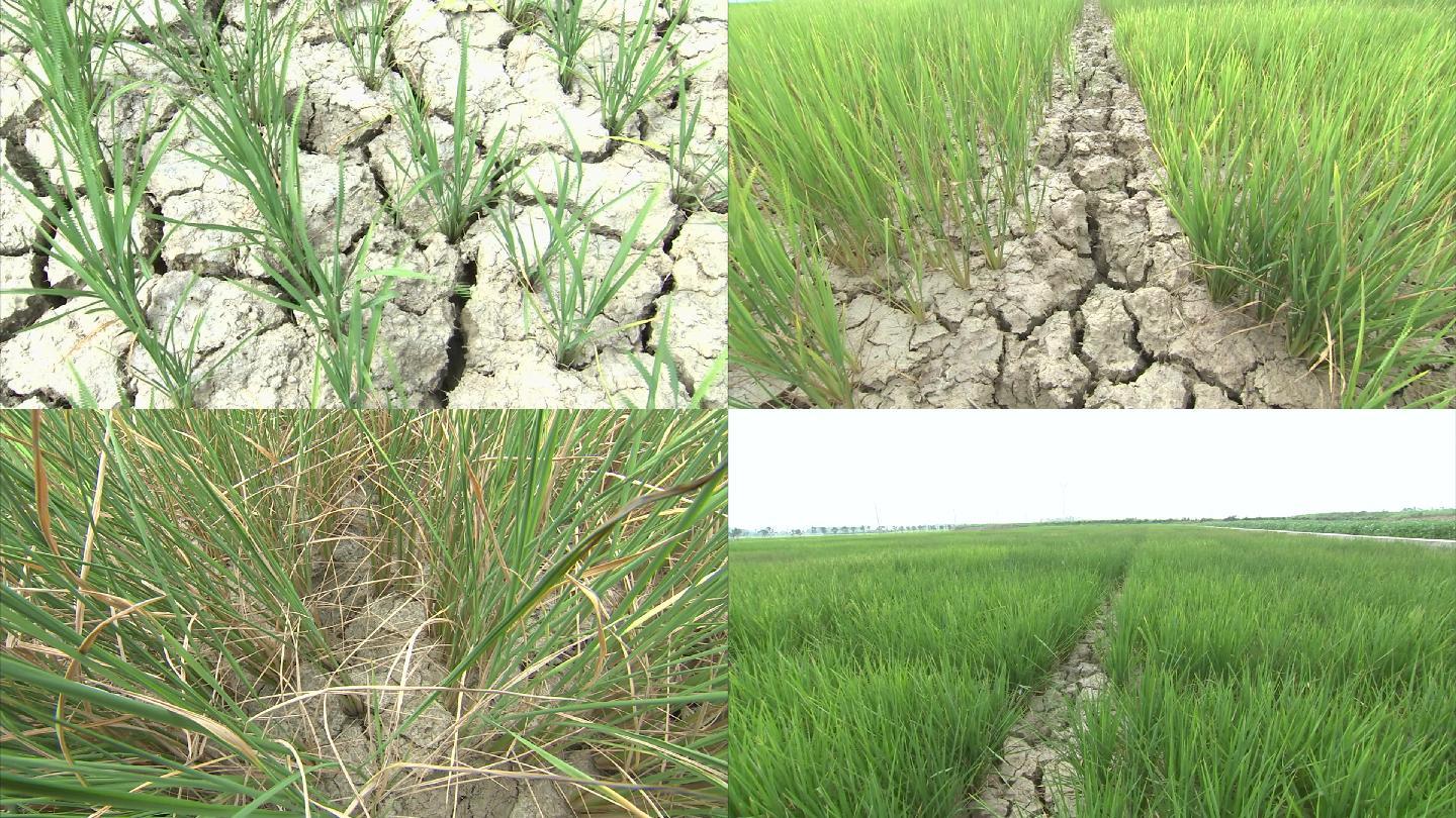 水稻 干旱 旱灾 土地开裂 缺水 高温