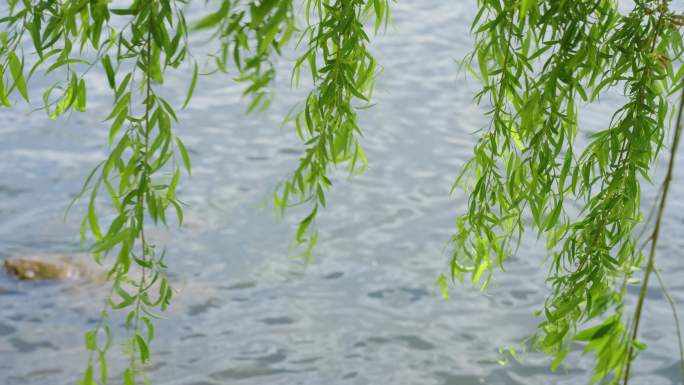 8k湖面水边柳树柳叶柳枝柳条唯美空境春风