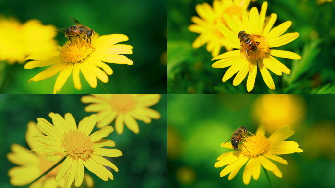 小清新雏菊蜜蜂采花微距
