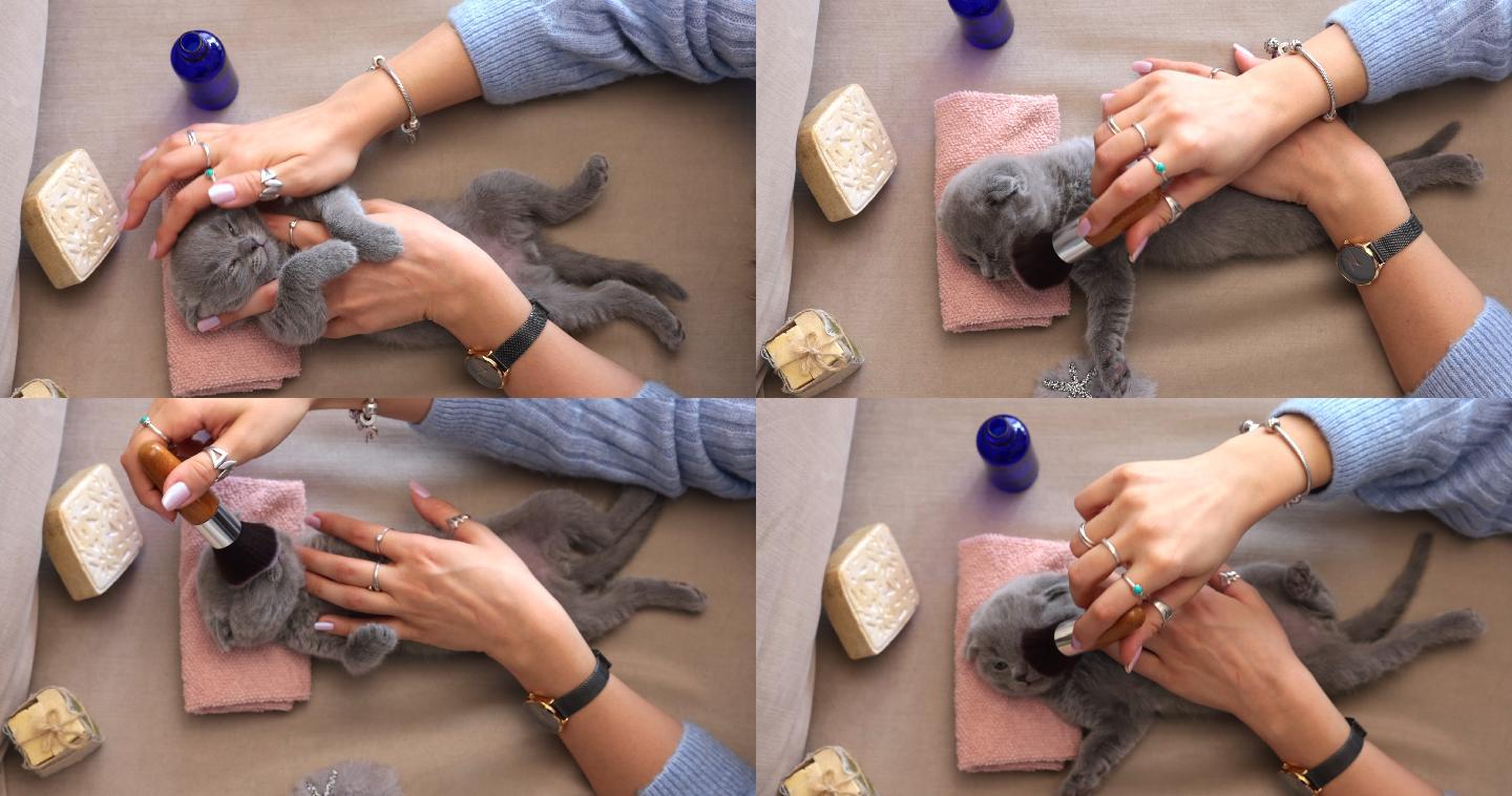 猫主人用梳子梳理小猫