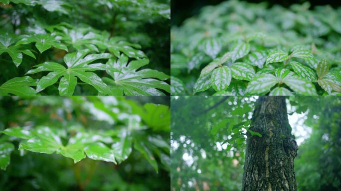 下雨雨滴雨水树叶仰拍树干大树