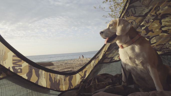 日落时比格犬的美丽肖像