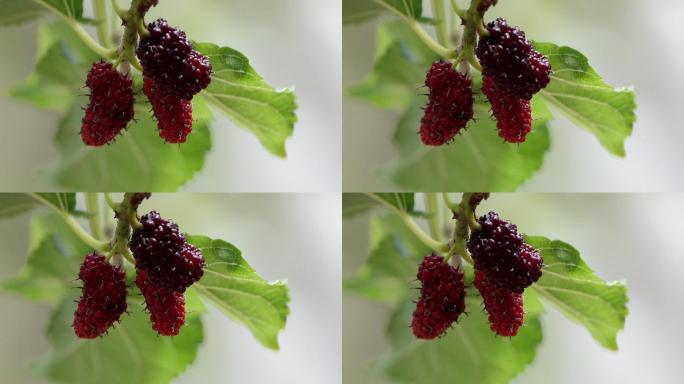 鲜红桑枝水果特写慢动作水高端冲水滴水农业