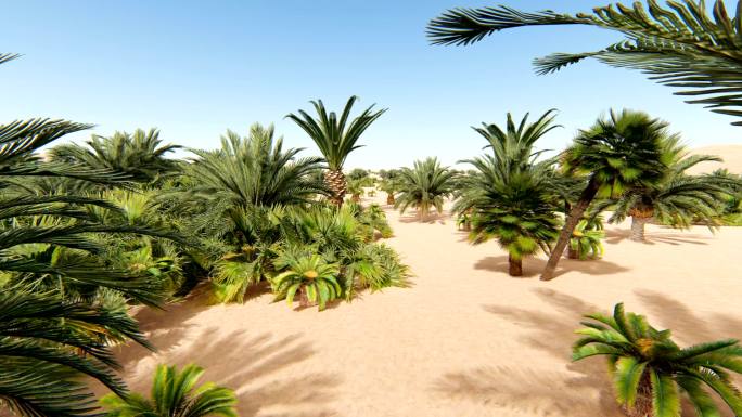 沙漠上的植物沙漠绿植