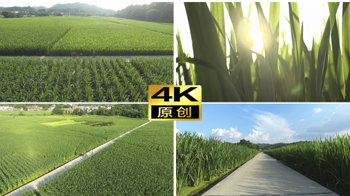 4K航拍水稻 茭白 农业