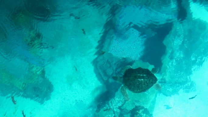 水下世界 海底世界 海龟饲养 唯美光影