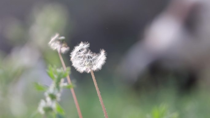 吃羊的草