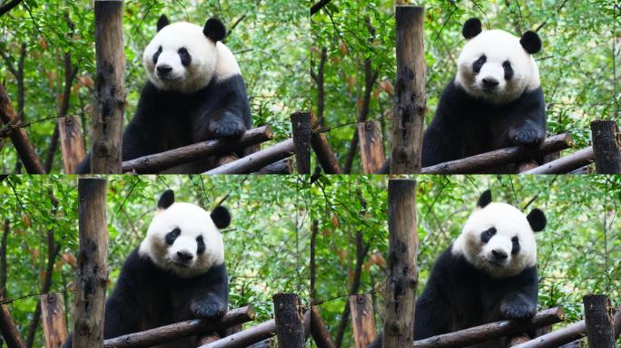 大熊猫四川动物园观光游玩休闲旅行保护动物