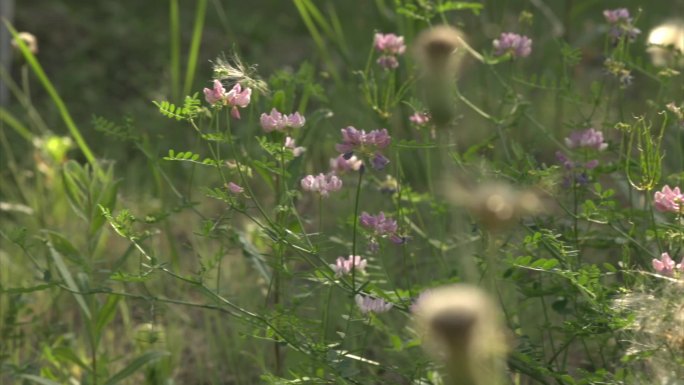 小花园 野花 杂草 公园 野草 花朵小草