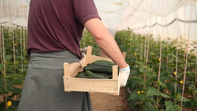 农场工人捡起黄瓜蔬菜大棚种植