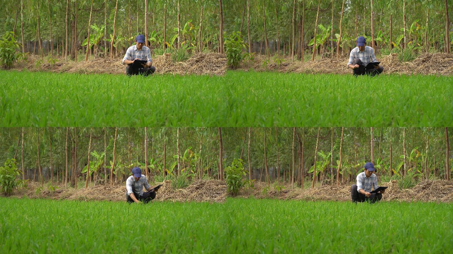 一名亚洲男子使用数字平板电脑对稻田进行质量控制。