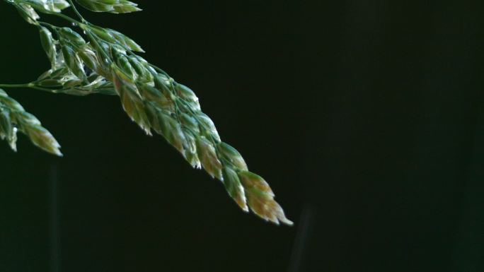 野燕麦草穗