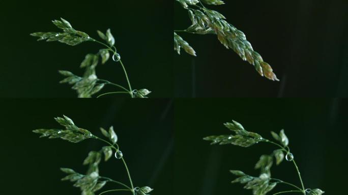 野燕麦草穗