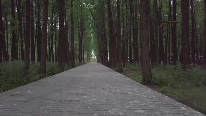 林中林间小道走路穿越再现公园风景C016