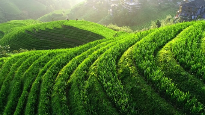 龙胜稻谷农村乡村天地山地