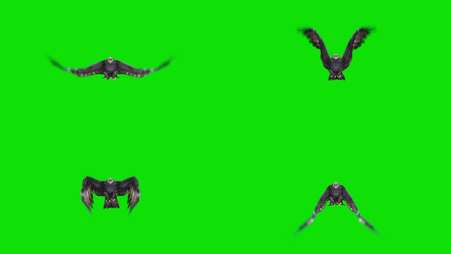 绿色屏幕上的黑鹰飞行动画。动物、野生动物、游戏、返校、3d动画、短片、电影、卡通、有机、色度键、角色