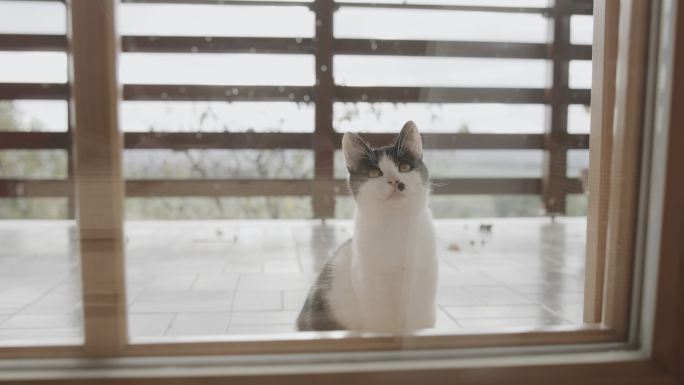 猫透过门玻璃盯着看