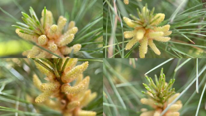 【镜头合集】松花粉微距松针植物松子松花