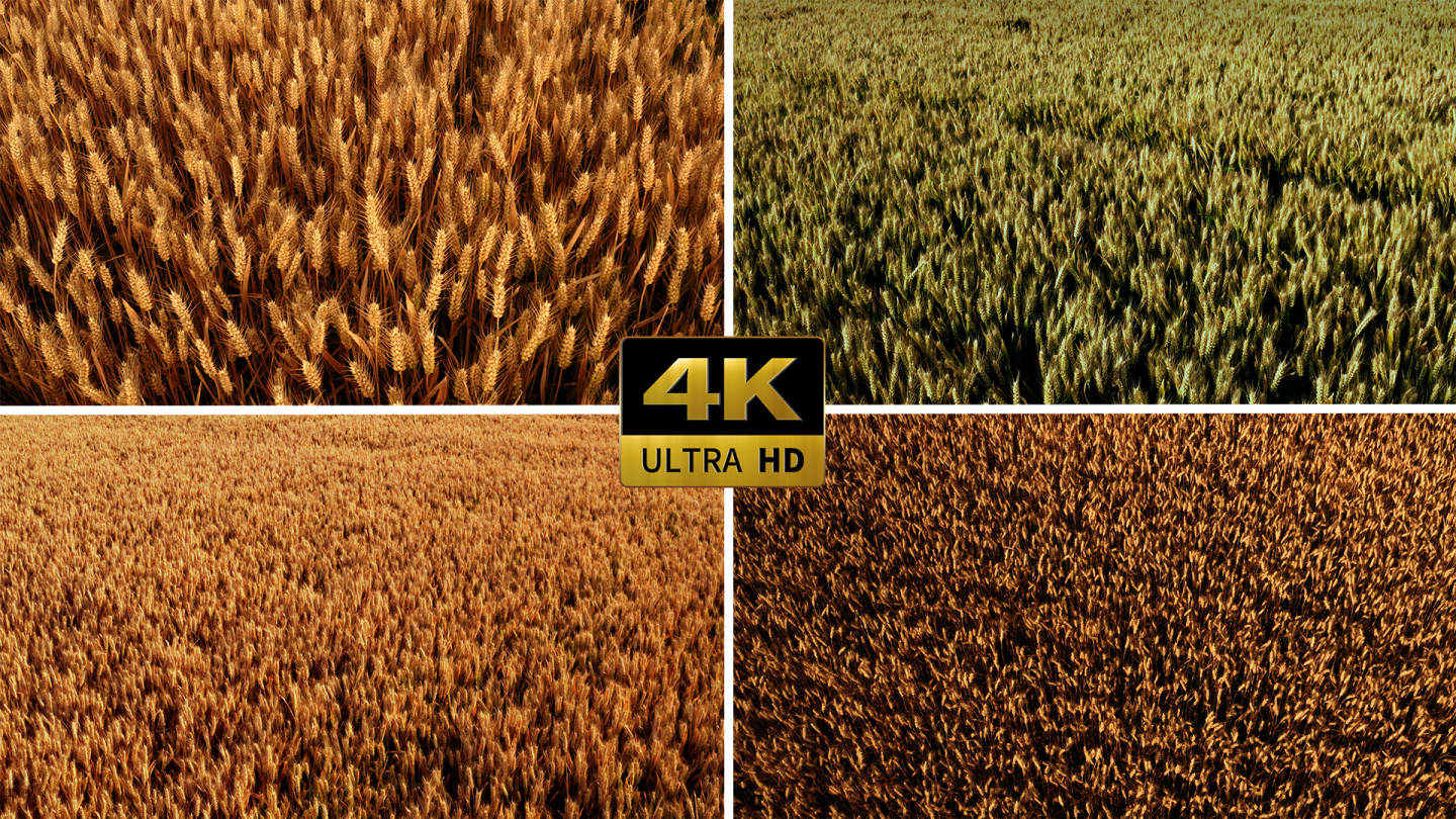 4K金色成熟小麦