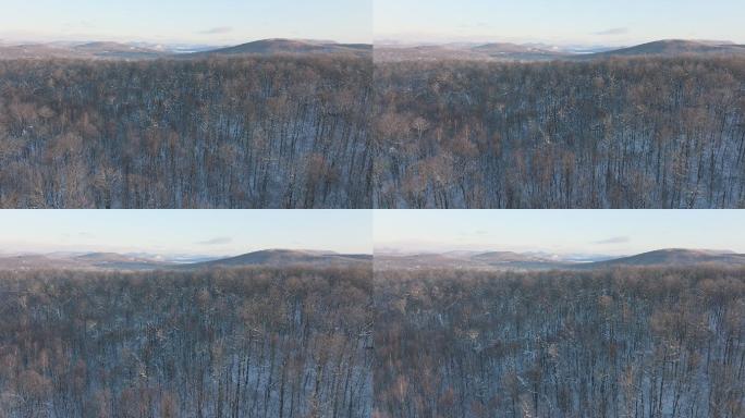 加拿大魁北克省暴风雪后冬季北方天然森林的4K空中视频视图