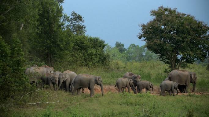 亚洲象群在泰国考艾国家公园的精彩表演