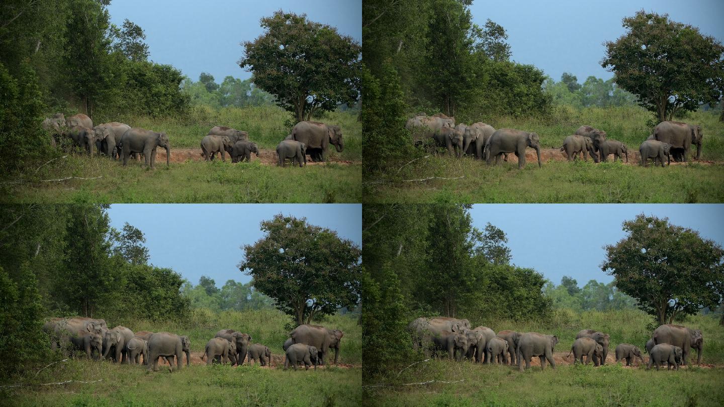 亚洲象群在泰国考艾国家公园的精彩表演