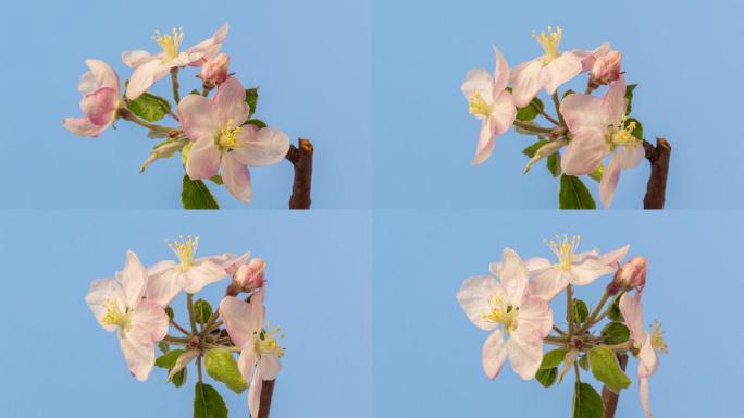 4k苹果树的timelapse白色花朵在蓝色背景上绽放和生长。海棠开花。小白花，在蓝色背景上生长开花