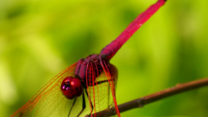 4k红蜻蜓特写野生动物，大眼睛是五颜六色的，绿色背景在花园里。