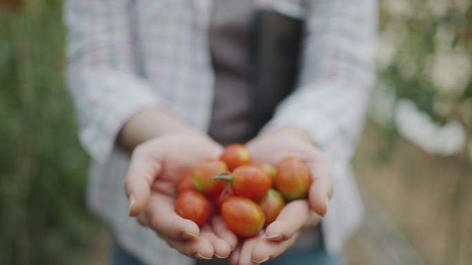 农民的手拿着西红柿并向摄像机展示
