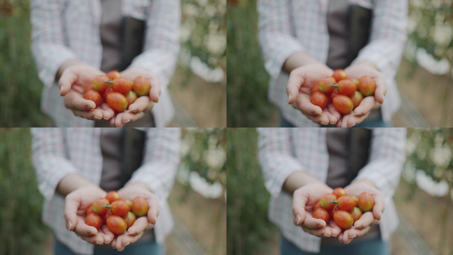 农民的手拿着西红柿并向摄像机展示