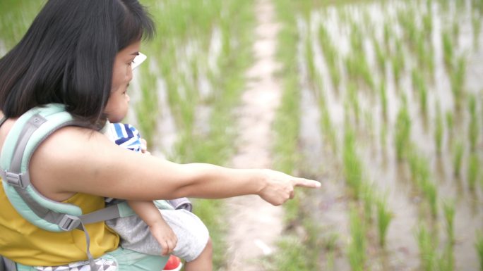 母婴看稻田妈妈带孩子认识秧苗认识谷物秧苗