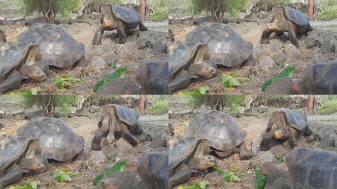 加拉帕戈斯巨龟吃东西