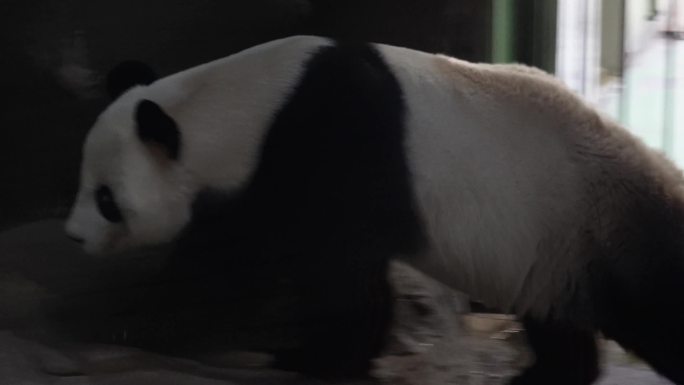 【镜头合集】游客参观动物园里的大熊猫