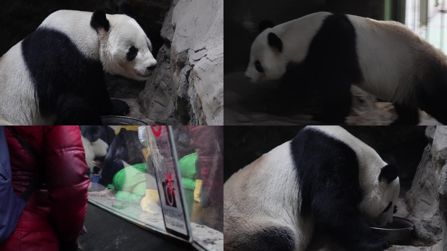 【镜头合集】游客参观动物园里的大熊猫