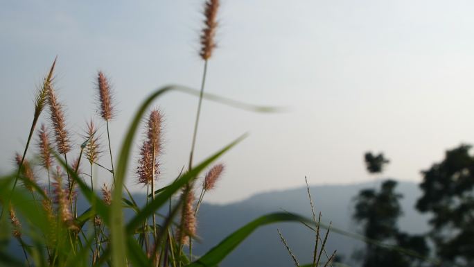 随风摇曳的草狗尾巴草小草