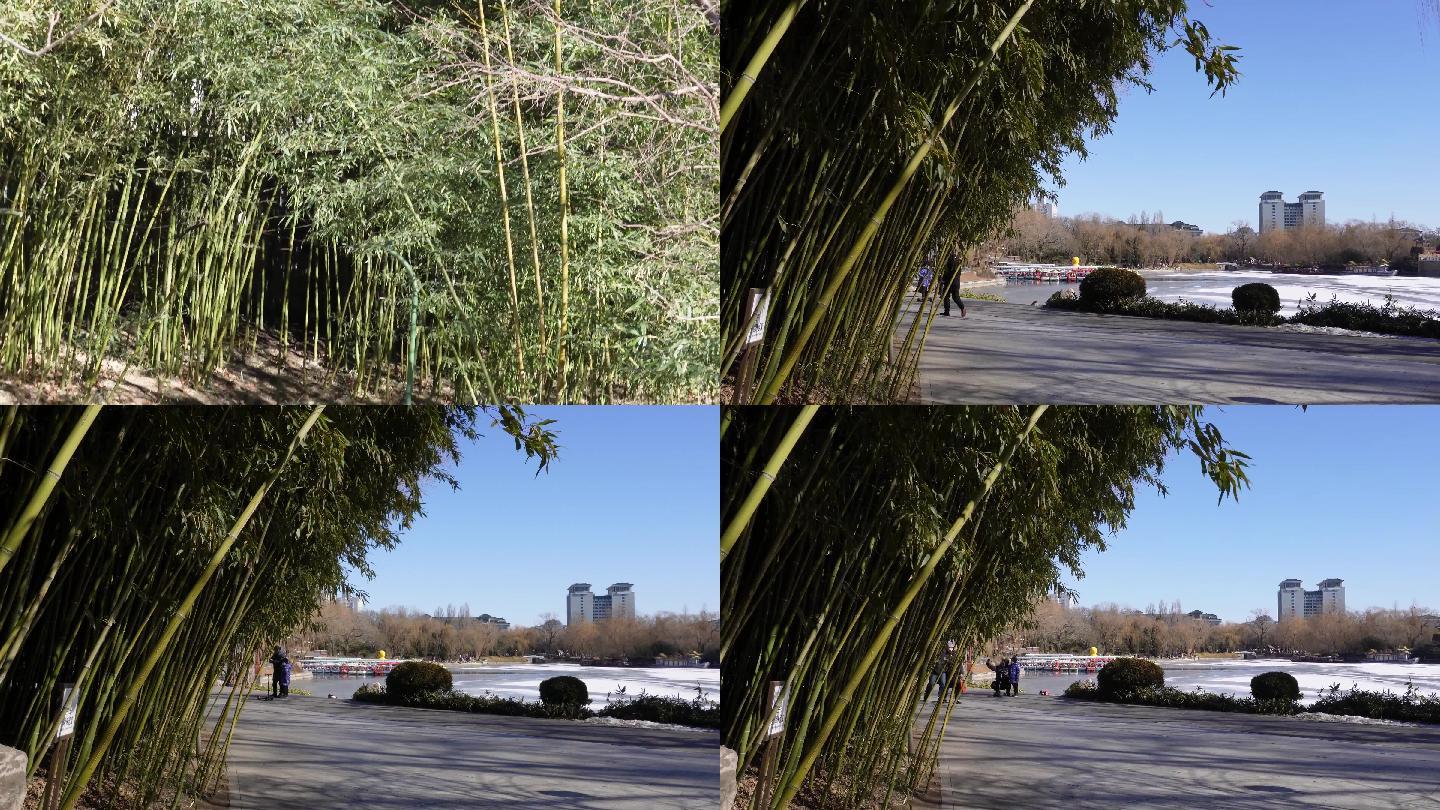 【镜头合集】游客游览紫竹院公园景色游园