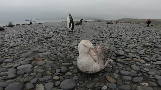 巨型海燕栖息全球环境恶劣企鹅