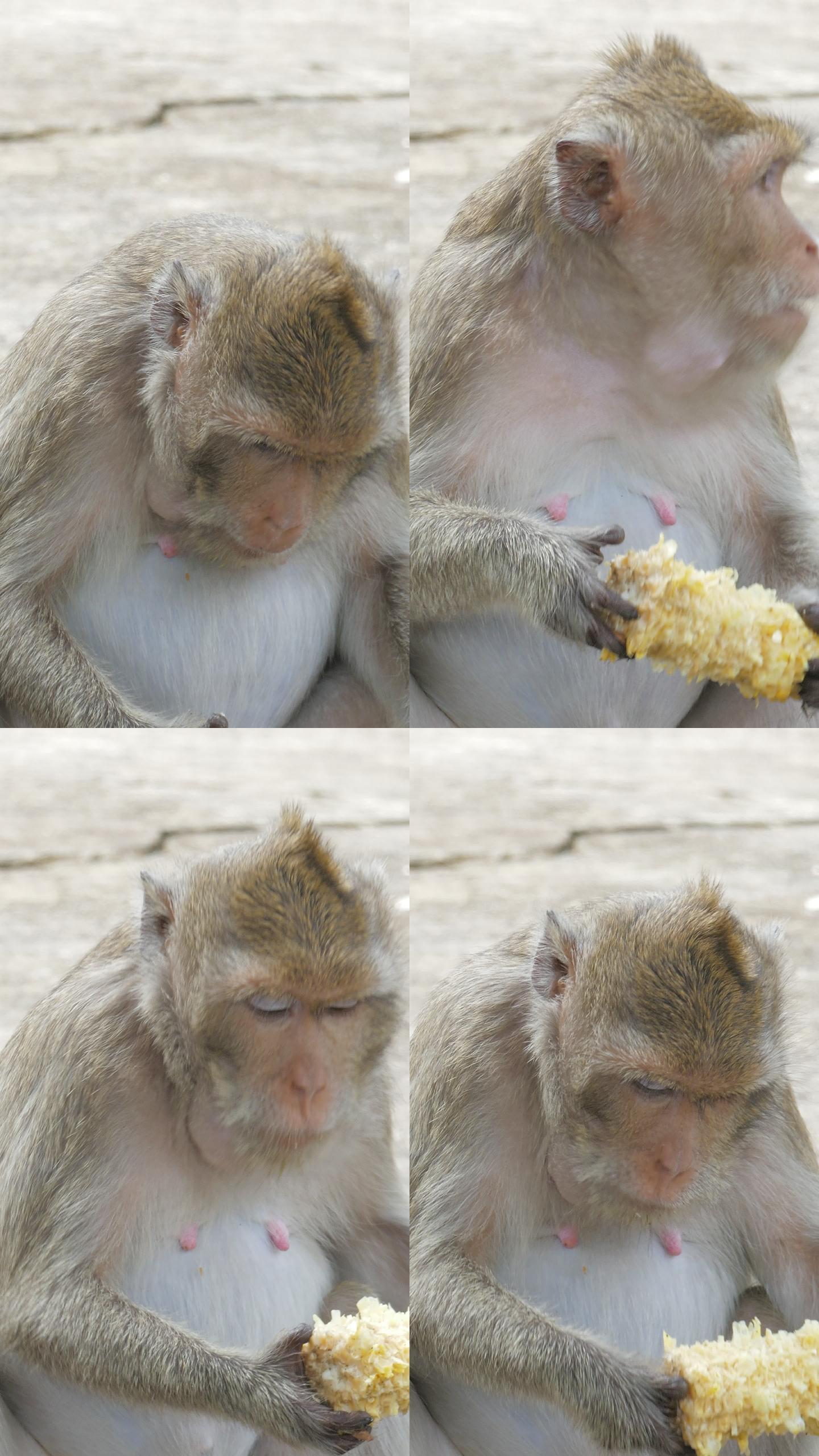 猴子吃玉米。啃食