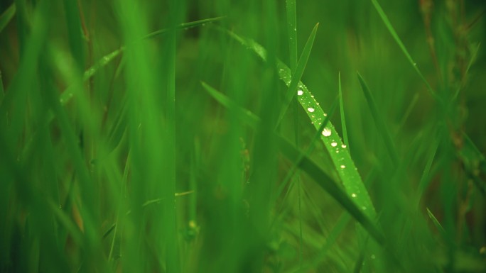 小草上的露水露珠