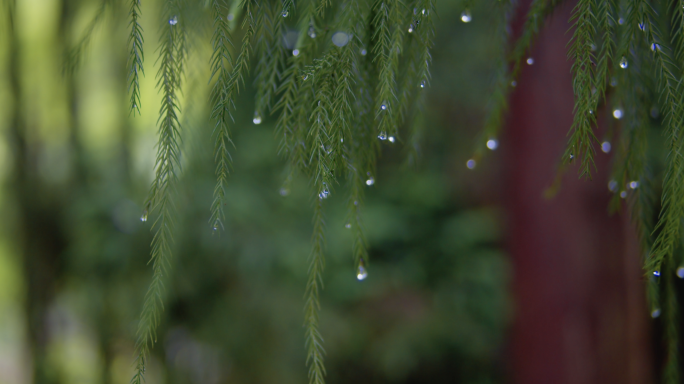 雨露自然水珠雨后生态