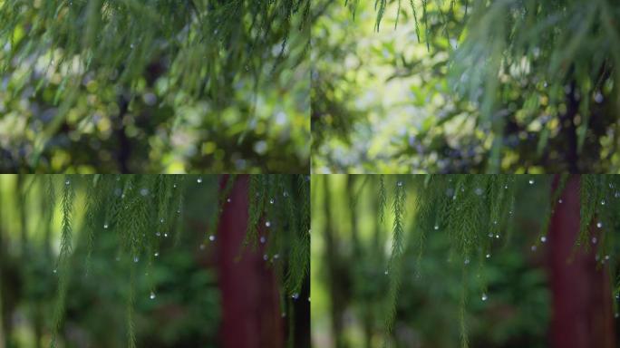 雨露自然水珠雨后生态